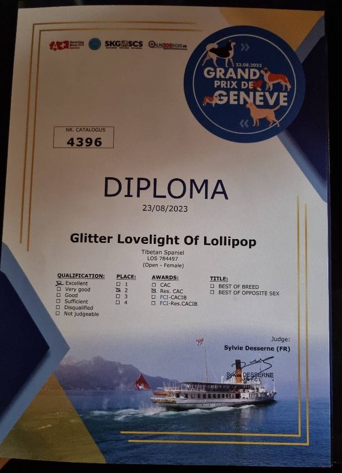 CH. Glitter lovelight of lollipop - 2ème Exc Classe ouverte Femelle RCAC