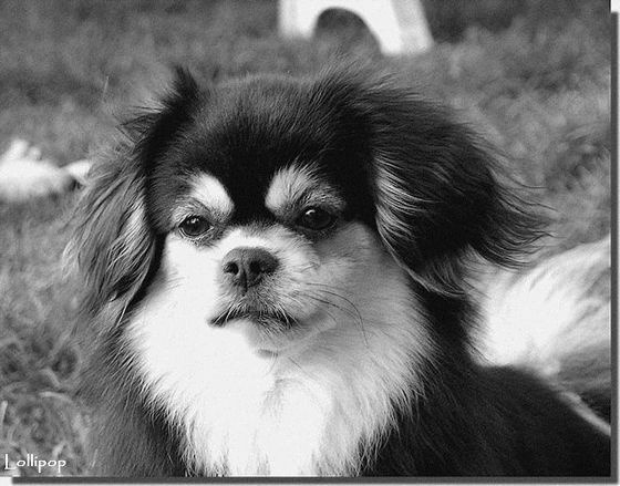 CH. Baby love of lollipop - 1st exc CH Bitch Class / CACIB - CACL - BOS