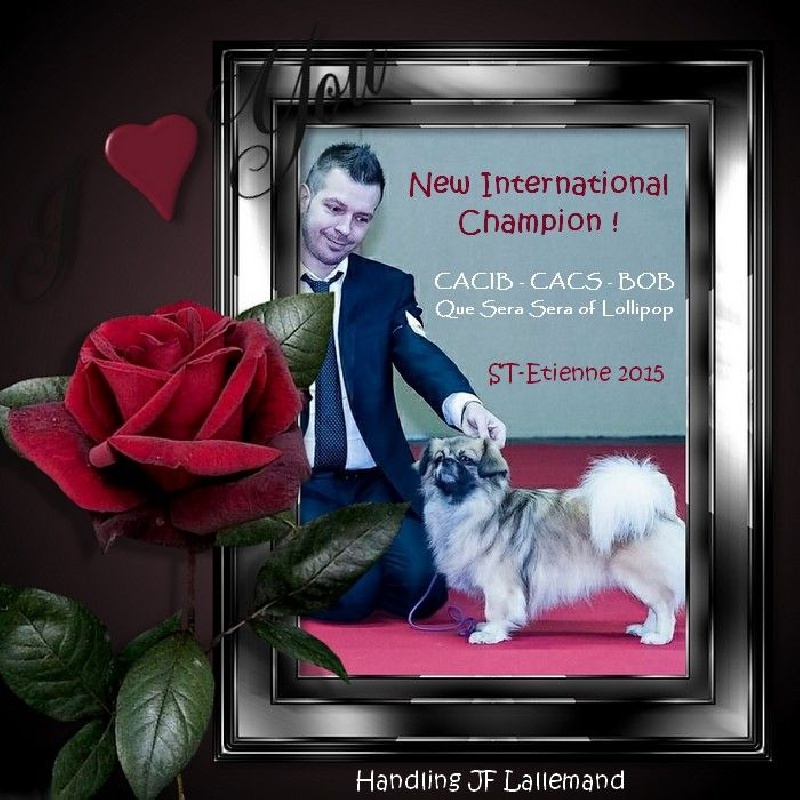 CH. Que sera sera of lollipop - CACIB - CACS - BOB / MEilleur de Race