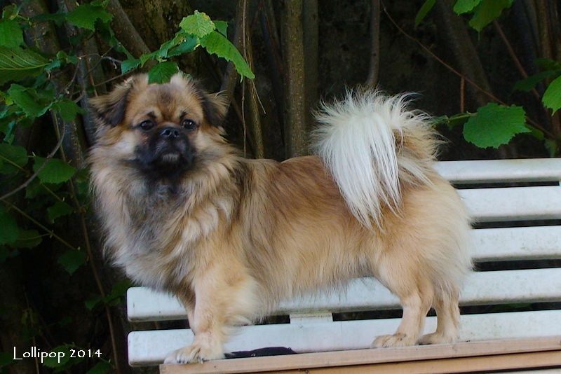 CH. Que sera sera of lollipop - 1st Exc Intermiediat Class - CACIB - CACS - BOS