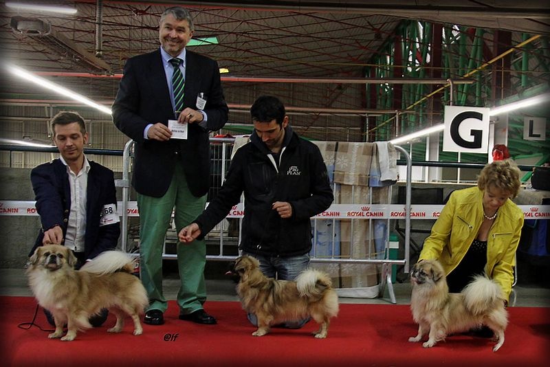 CH. Que sera sera of lollipop - BOB Junior - Meilleur Jeune