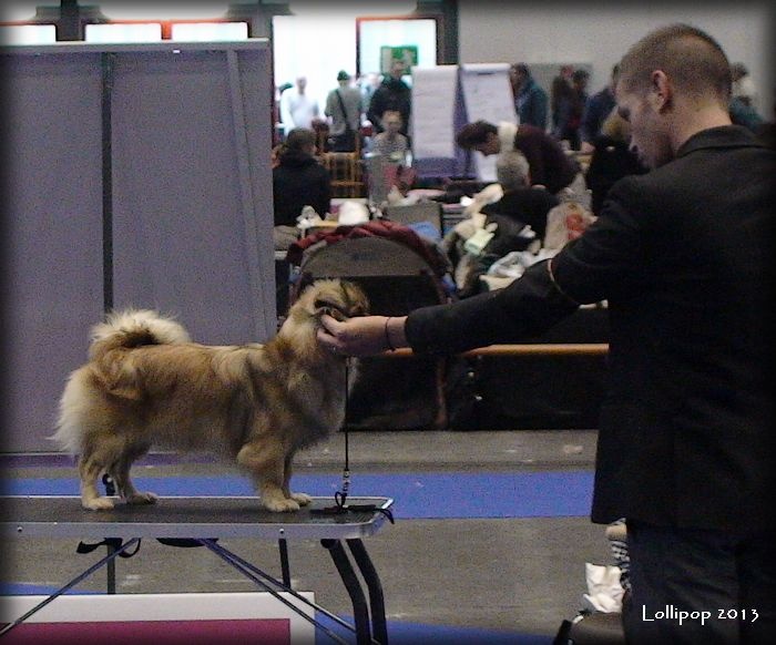 CH. Que sera sera of lollipop - Junior CAC