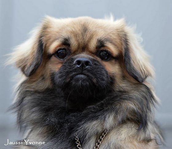 CH. Que sera sera of lollipop - CACS - CACIB - BOB / Meilleur de Race