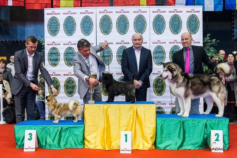 CH. Que sera sera of lollipop - Group 1 Junior + Best in Show Junior 3