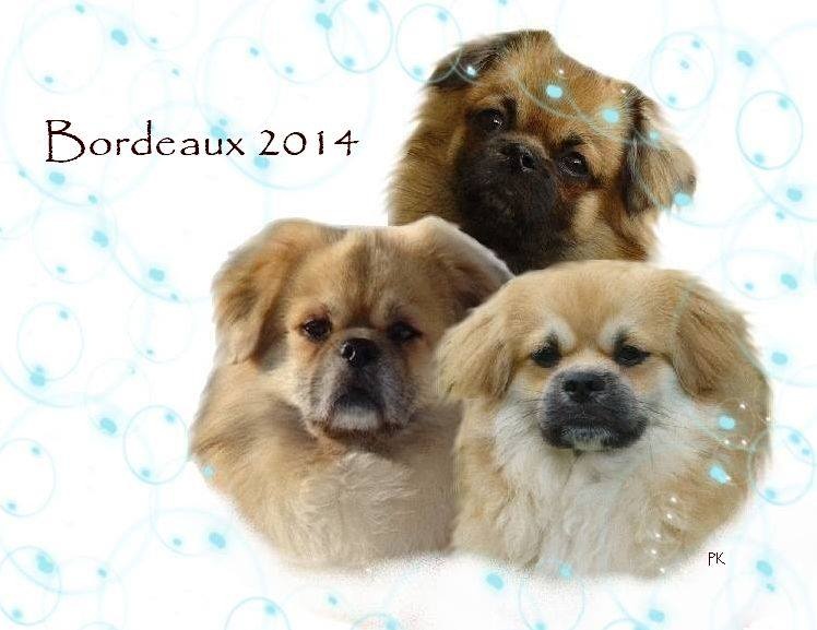 CH. Que sera sera of lollipop - BOB Junior - Meilleur Jeune