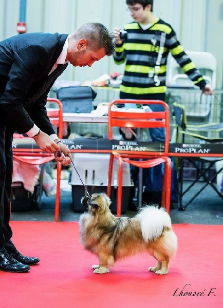 CH. Que sera sera of lollipop - 1st Exc Open Dog Class - CACIB - CACS in special - BOB / Meilleur de Race