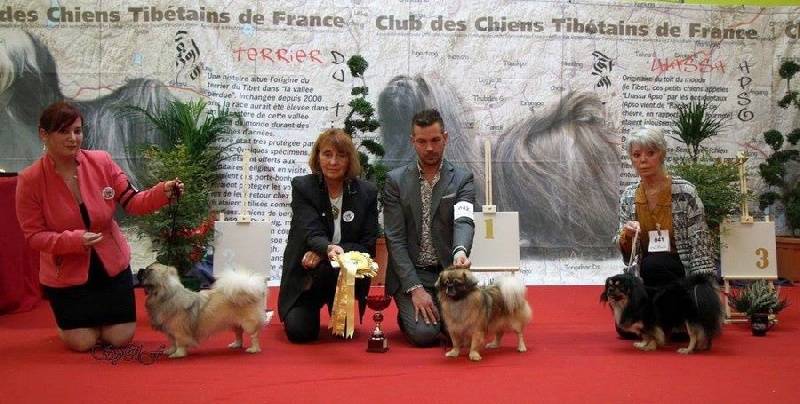 CH. Que sera sera of lollipop - 1st Exc Open dog class