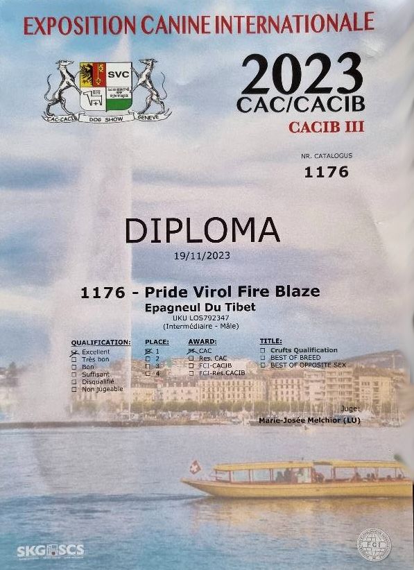 CH. pride virol Fire blaze - 1er Exc Class Interm Mâle - CAC