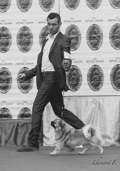 CH. Que sera sera of lollipop - CACIB - CAC - BOB / Meilleur de Race