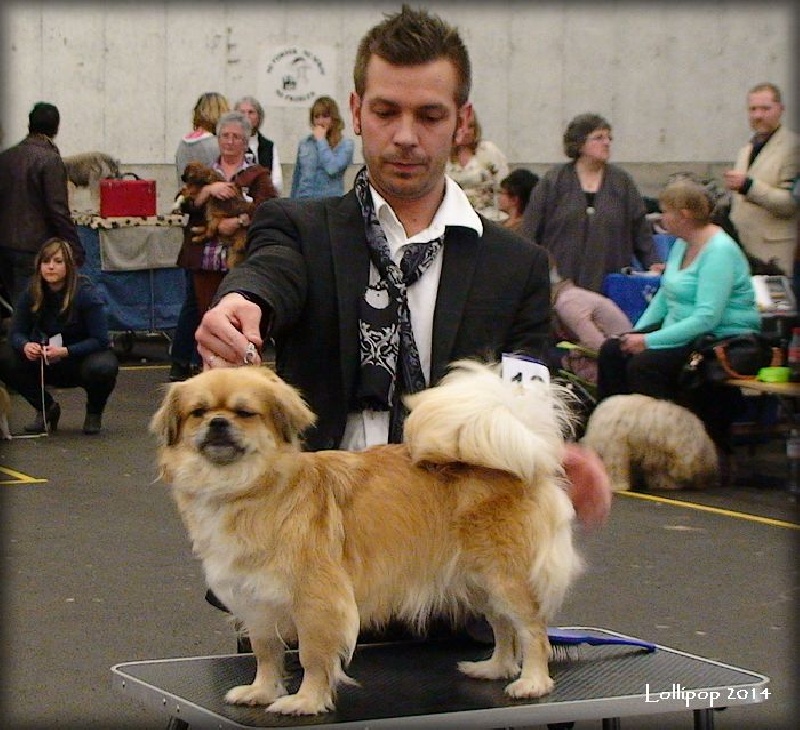 CH. Mona lisa of lollipop - RCACIB - RCAC