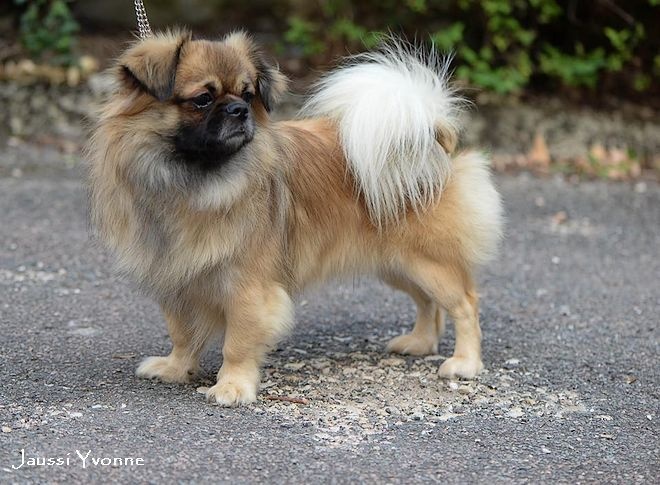 CH. Que sera sera of lollipop - RCACIB - CAC