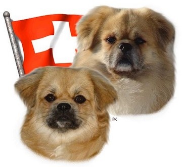 CH. Mona lisa of lollipop - 1st Exc Junior Bitch class - Junior CAC - BOB Junior / Meilleur Jeune