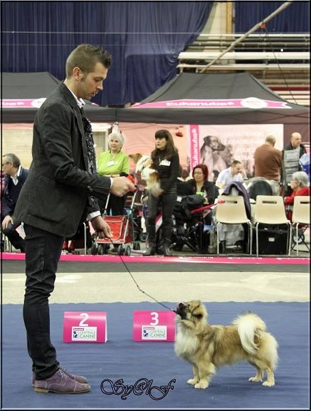 CH. Que sera sera of lollipop - 1er Exc Jeune male / BOB junior / Meilleur Jeune