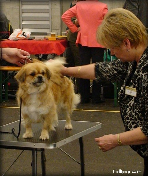 CH. Mona lisa of lollipop - CACIB - CAC - NEW SWISS CHAMPION