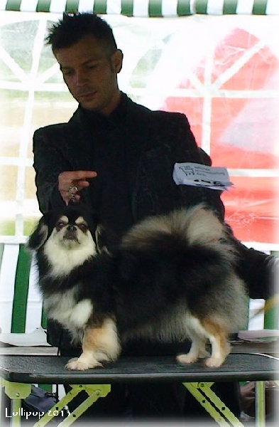 CH. Baby love of lollipop - CAC - BOS / Meilleur Femelle