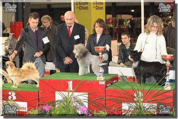 CH. Mona lisa of lollipop - Junior Groupe 3