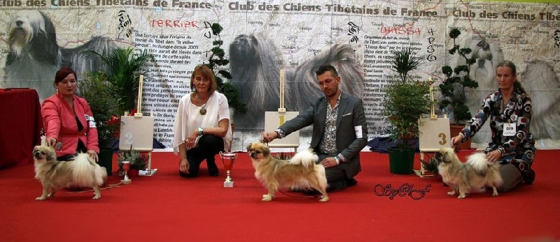 CH. Mona lisa of lollipop - 1st Exc Open Bitch Class (right / droite )