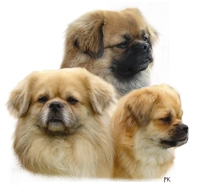 CH. Mona lisa of lollipop - 1st Exc Junior Bitch Class - BOB Junior / Meilleur Jeune