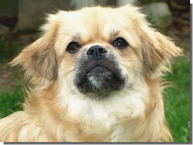 CH. Mona lisa of lollipop - CACS - RCACIB - NEW INTERNATIONAL CHAMPION !!!