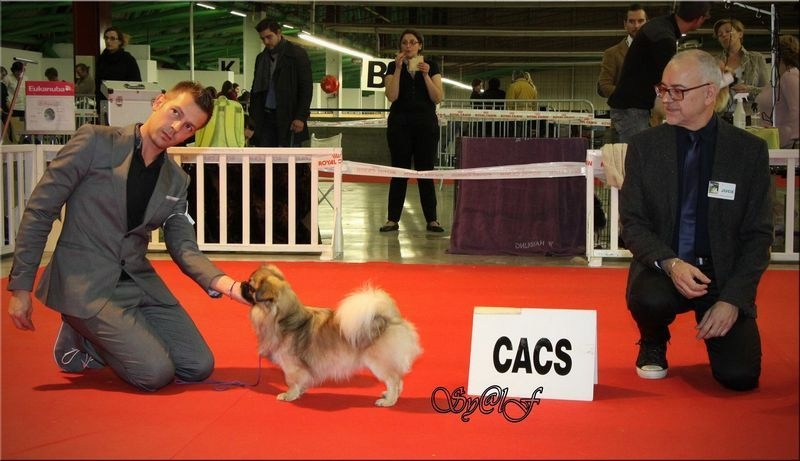 CH. Que sera sera of lollipop - RCACIB & CACS in Spécial