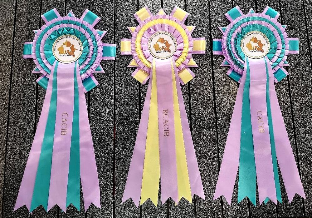 CH. Glitter lovelight of lollipop - 1st Exc Open Bitch Class RCACIB - CAC