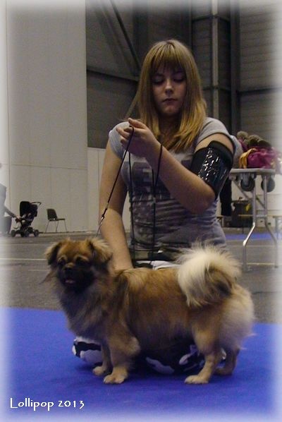CH. Que sera sera of lollipop - Junior CAC - BOB Junior / Meilleur Jeune / Qualies Crufts