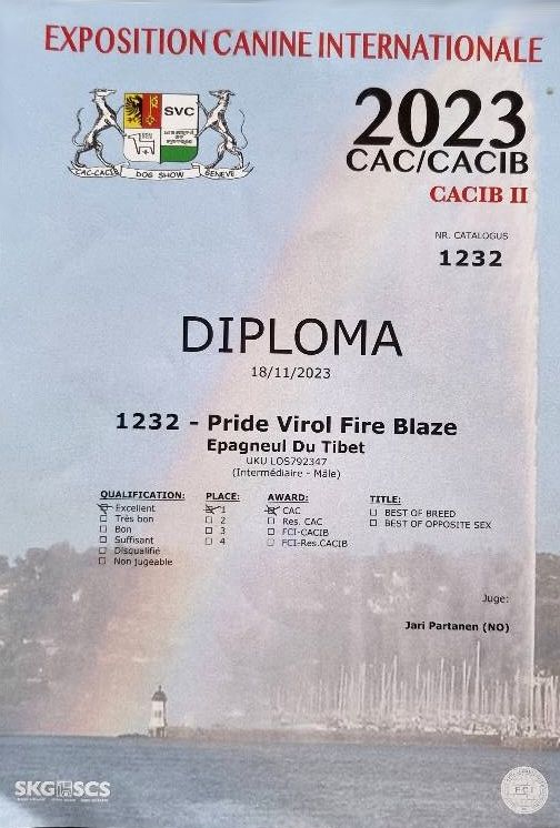 CH. pride virol Fire blaze - 1er Exc Class Interm Mâle - CAC
