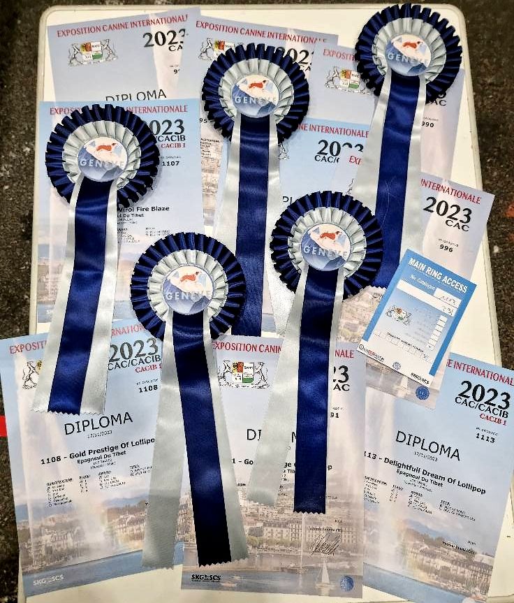 CH. pride virol Fire blaze - 1er Exc Class Interm Mâle- CAC / New Suisse Champion d'Exposition