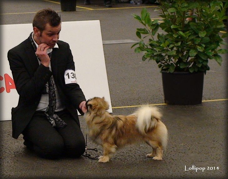 CH. Que sera sera of lollipop - Junior CAC - BOB Junior / Meilleur Jeune