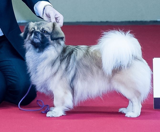 CH. Que sera sera of lollipop - 1st Exc Open dog Class - CACS in special