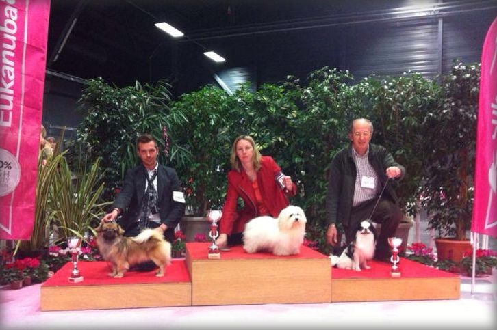 CH. Que sera sera of lollipop - Group 2 junior