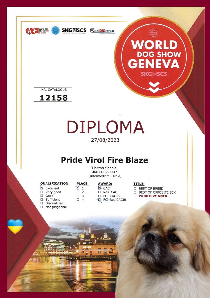 CH. pride virol Fire blaze - 1st interm. Dog Class - RCACIB - CAC