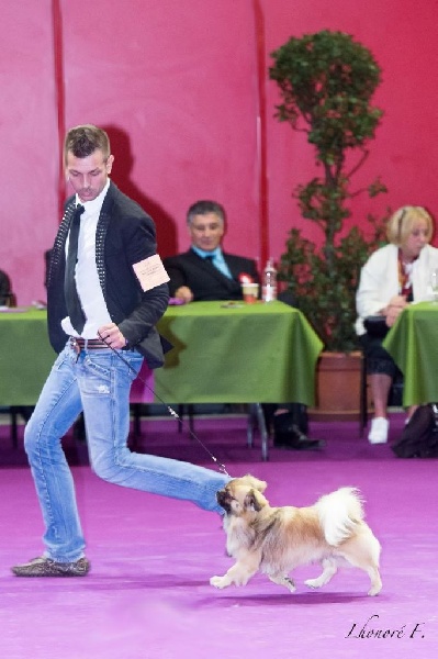 CH. Que sera sera of lollipop - BOB Junior - Meilleur Jeune