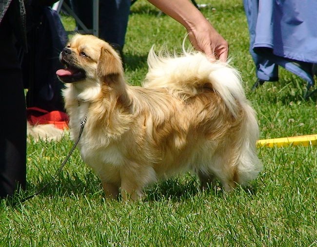 CH. Mona lisa of lollipop - 1st Exc Junior Bitch class - Junior CAC - New Junior Swiss Champion !