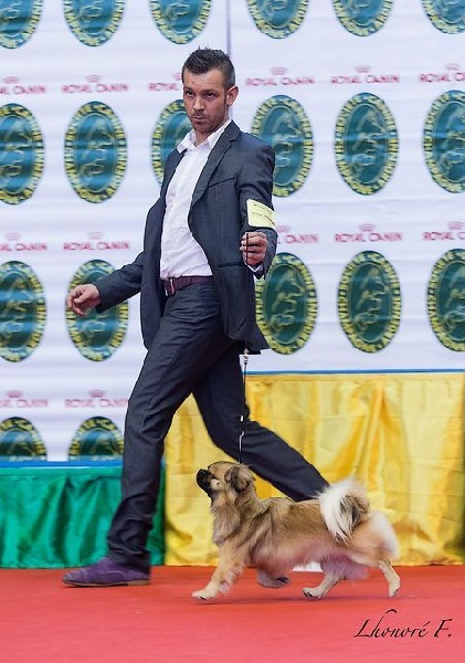 CH. Que sera sera of lollipop - BOB Junior - Meilleur Jeune