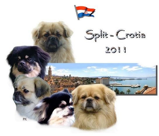 CH. Baby love of lollipop - 1st Exc Champion bitch Class - CACIB - CAC - BOS