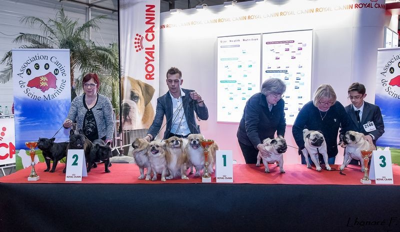 CH. Que sera sera of lollipop - Best in Show Lot d'élevage / Best in Show Breeding Group