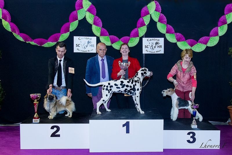 CH. Que sera sera of lollipop - Reserve Best in Show Junior all breeds
