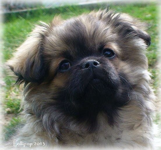 CH. Que sera sera of lollipop - + Very Promissing + BOB Baby