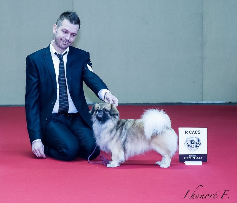 CH. Que sera sera of lollipop - 1st Exc Open Dog Class - RCACS