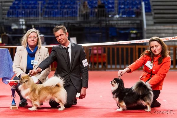 CH. Baby love of lollipop - CACS - BOS / Meilleur Femelle