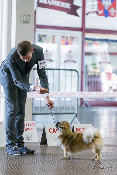CH. Que sera sera of lollipop - 1st Exc inter Dog Class RCACIB - CACS
