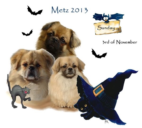 CH. Que sera sera of lollipop - BOB Junior - Meilleur Jeune