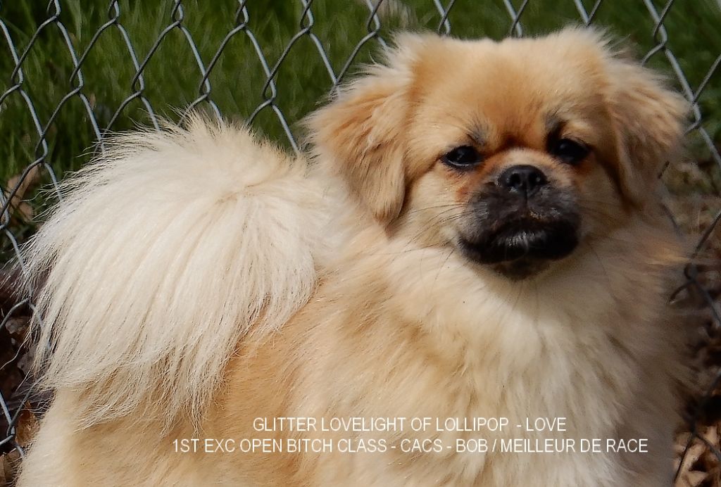 CH. Glitter lovelight of lollipop - 1er Excellent - CL Ouverte Fem - CACS - BOB / Meilleujr de Race