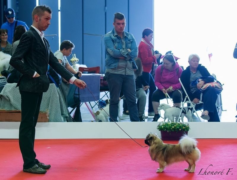 CH. Que sera sera of lollipop - CACIB - CACS - BOB - Meilleur de Race