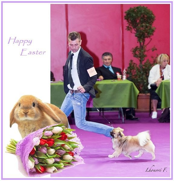 CH. Que sera sera of lollipop - CACIB - CAC - BOB / Meilleur de Race