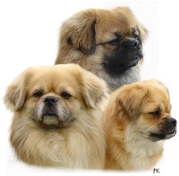 CH. Mona lisa of lollipop - 1st EXc Int Bitch Class / RCACIB - CACS