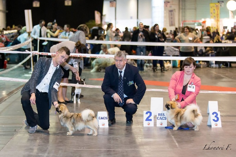 CH. Que sera sera of lollipop - 1st Exc Interm. Dog Class / CACIB - CACS - BOB / Mr de Race