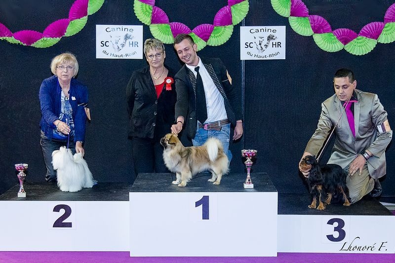 CH. Que sera sera of lollipop - Best in Group Junior