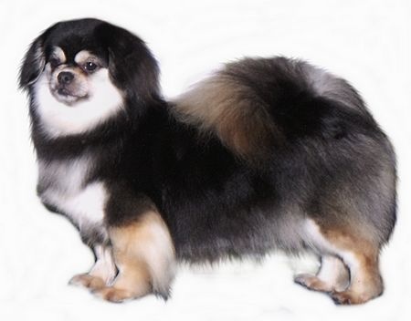 CH. Baby love of lollipop - NEW GRAND CHAMPION